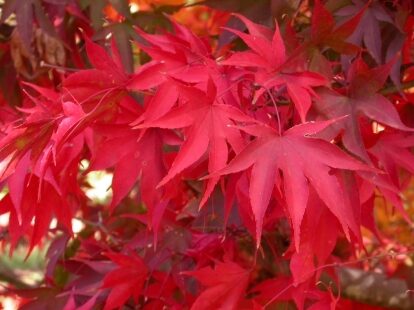 Acer corallinum