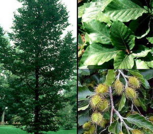 Fagus sylvatica