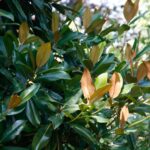 Magnolia Grandiflora