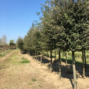 Quercus ilex leccio