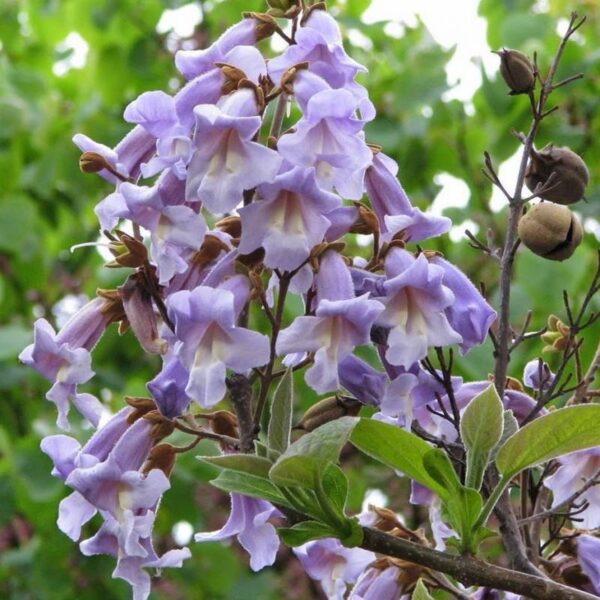 Paulownia tomentosa