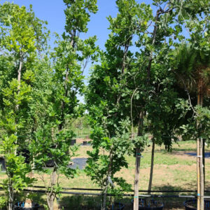 Quercus robur (Quercia comune)