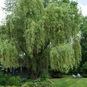 Salix tortuosa