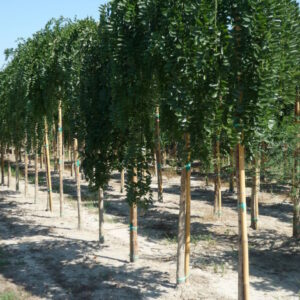 Sophora japonica pendula