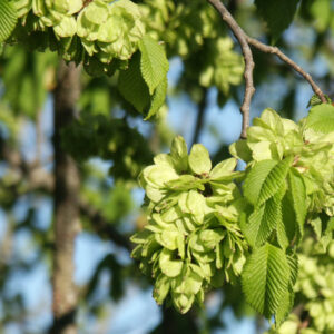 Ulmus minor
