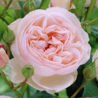 Vendita Rose e Rosai