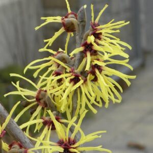 Hamamelis intermedia primavera