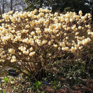 Edgeworthia chrysantha