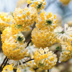 Edgeworthia chrysantha