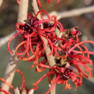 Hamamelis intermedia Diane