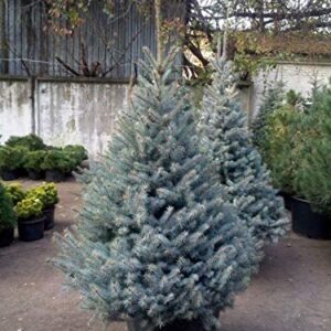 Picea pungens hoopsii