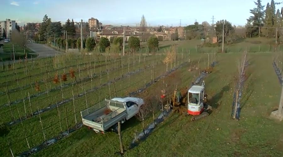 zollatura-piante-online-terreno