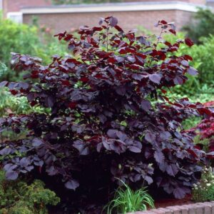 Corylus Maxima Purpurea (Nocciolo Rosso)