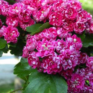 Crataegus Laevigata Paul's Scarlet (Biancospino)