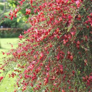 Cytisus Scoparius Boskoop Ruby (ginestra)