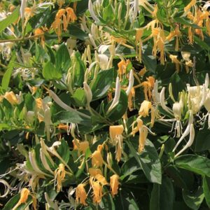 Lonicera Caprifolium Caprifoglio