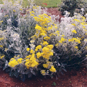 Cineraria Senecio