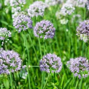 Aglio Montano (Allium Senescens)