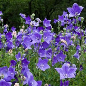 Campanula Grandiflora (Platycodon)