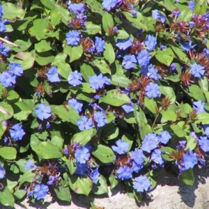 Ceratostigma Plumbaginoides