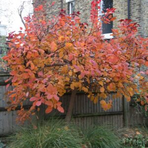 Malus Comtesse de paris