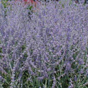 Perovskia Blue Haze