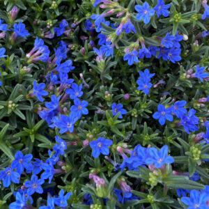 Lithospermum diffusum (Lithodora Diffusa)