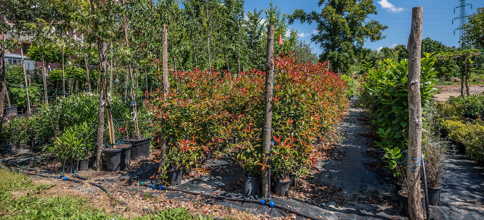 Vivaio vendita piante e fiori all'ingrosso e al dettaglio