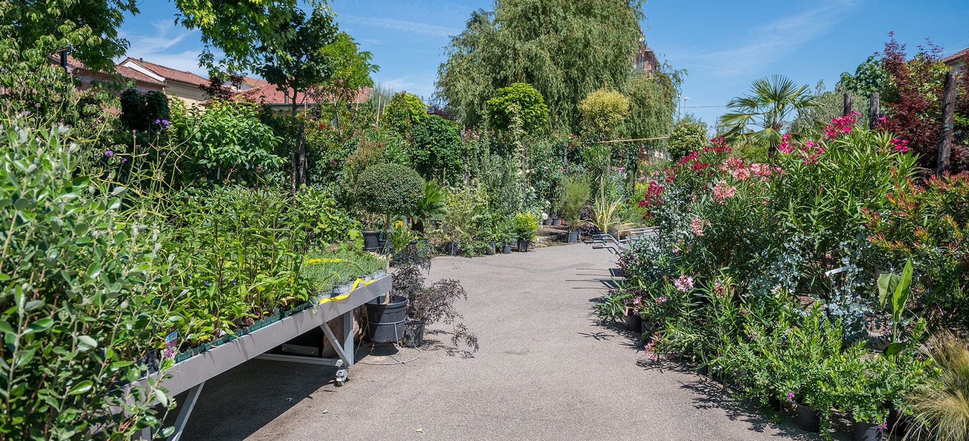 Vivaio vendita piante e fiori all'ingrosso e al dettaglio