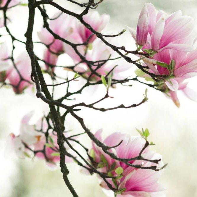 vendita-arbusti-piante-arbusto