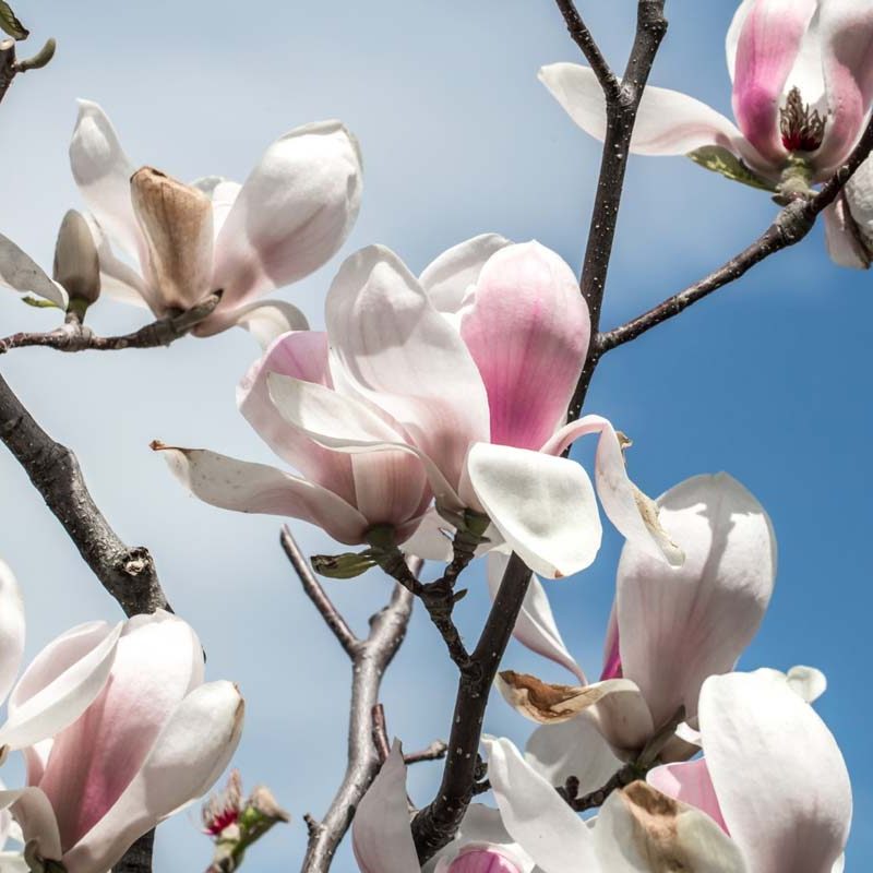 vendita-arbusti-piante-arbusto