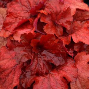 Heuchera Fire Alarm