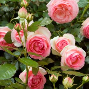 Rosa Pierre de Ronsard var. Meiviolin - Media