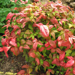 Nandina domestica Fire Power