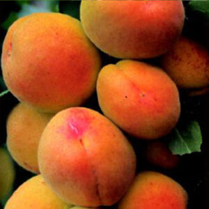 Albicocco Sungiant Goldrich (prunus armeniaca)