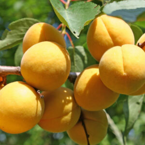 Albicocco Vitillo (prunus armeniaca)