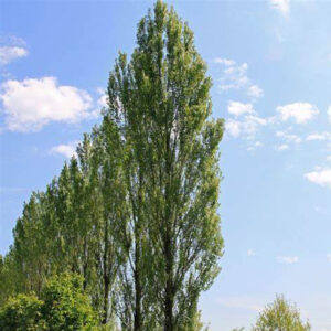 Populus nigra italica (Pioppo cipressino)