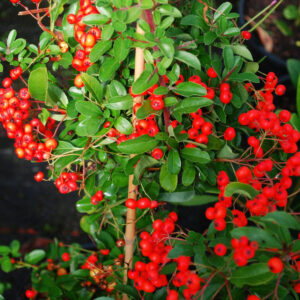Pyracantha Mohave Bacca Rossa