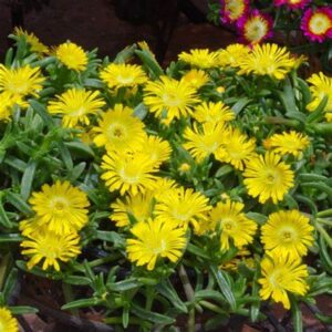 Delosperma giallo