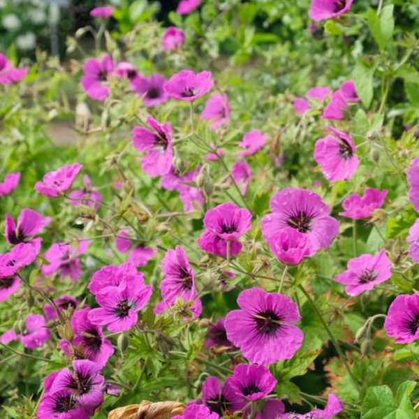 Geranium cinereum 'Subcaulescens'