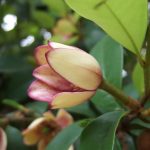 Magnolia Michelia Figo