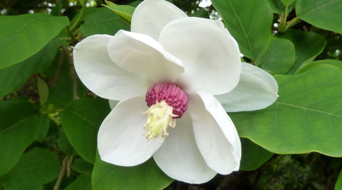 Magnolia Sieboldii