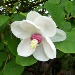 Magnolia Sieboldii