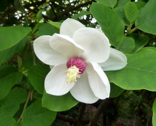 Magnolia Sieboldii