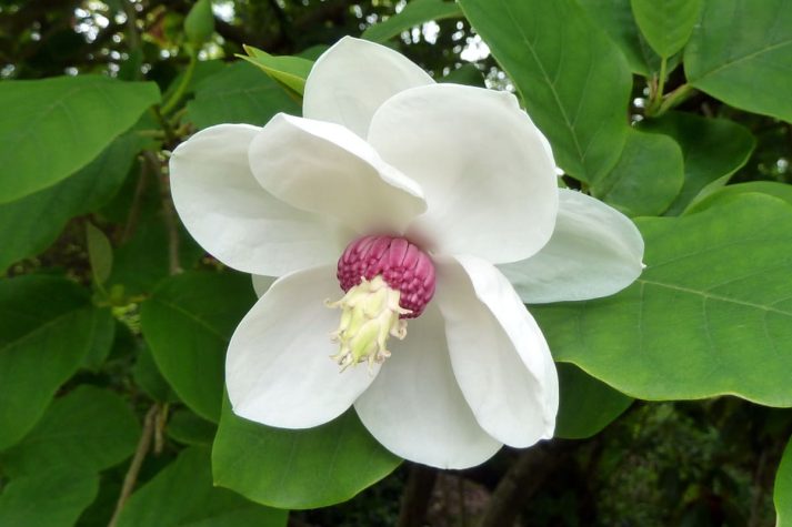 Magnolia Sieboldii