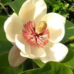 Magnolia Watsoni Wieseneri