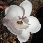 Magnolia Sargentiana