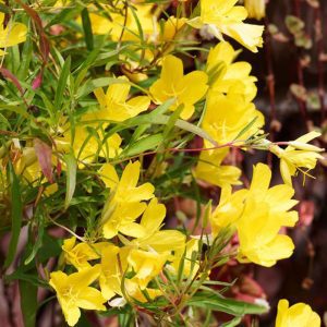 Oenothera 'African Sun'