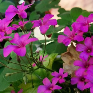 Oxalis floribunda Rubra