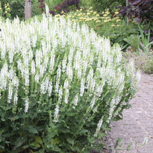 Salvia nemorosa Adrian